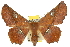 ( - 10ANIC-11252)  @15 [ ] CreativeCommons - Attribution (2010) CBG Photography Group Centre for Biodiversity Genomics