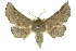  (Antictenia - 10ANIC-11260)  @15 [ ] CreativeCommons - Attribution (2010) CBG Photography Group Centre for Biodiversity Genomics