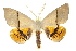  ( - 10ANIC-11262)  @15 [ ] CreativeCommons - Attribution (2010) CBG Photography Group Centre for Biodiversity Genomics