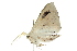  ( - 10ANIC-11263)  @13 [ ] CreativeCommons - Attribution (2010) CBG Photography Group Centre for Biodiversity Genomics