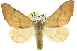  ( - 10ANIC-11265)  @15 [ ] CreativeCommons - Attribution (2010) CBG Photography Group Centre for Biodiversity Genomics