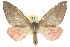  ( - 10ANIC-11280)  @15 [ ] CreativeCommons - Attribution (2010) CBG Photography Group Centre for Biodiversity Genomics
