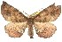  (Parepisparis - 10ANIC-11294)  @15 [ ] CreativeCommons - Attribution (2010) CBG Photography Group Centre for Biodiversity Genomics