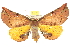  (Parepisparis lutosaria - 10ANIC-11305)  @15 [ ] CreativeCommons - Attribution (2010) CBG Photography Group Centre for Biodiversity Genomics