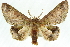  ( - 10ANIC-11319)  @14 [ ] CreativeCommons - Attribution (2010) CBG Photography Group Centre for Biodiversity Genomics