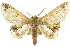  (Thaumatographe singularis - 10ANIC-11320)  @15 [ ] CreativeCommons - Attribution (2010) CBG Photography Group Centre for Biodiversity Genomics