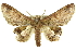  ( - 10ANIC-11321)  @14 [ ] CreativeCommons - Attribution (2010) CBG Photography Group Centre for Biodiversity Genomics