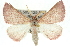 (Lissomma himerata - 10ANIC-11322)  @15 [ ] CreativeCommons - Attribution (2010) CBG Photography Group Centre for Biodiversity Genomics