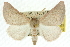  (Lissomma minuta - 10ANIC-11325)  @15 [ ] CreativeCommons - Attribution (2010) CBG Photography Group Centre for Biodiversity Genomics