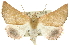  (Lissomma postcarneata - 10ANIC-11330)  @15 [ ] CreativeCommons - Attribution (2010) CBG Photography Group Centre for Biodiversity Genomics