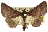  (Lissomma sp. ANIC2 - 10ANIC-11343)  @15 [ ] CreativeCommons - Attribution (2010) CBG Photography Group Centre for Biodiversity Genomics