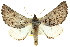  (Lissomma sp. ANIC6 - 10ANIC-11353)  @15 [ ] CreativeCommons - Attribution (2010) CBG Photography Group Centre for Biodiversity Genomics