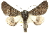  (Lissomma - 10ANIC-11354)  @15 [ ] CreativeCommons - Attribution (2010) CBG Photography Group Centre for Biodiversity Genomics