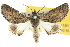  (Lissomma sp. ANIC5 - 10ANIC-11357)  @15 [ ] CreativeCommons - Attribution (2010) CBG Photography Group Centre for Biodiversity Genomics
