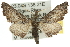  (Dinophalus idiocrana - 10ANIC-11363)  @15 [ ] CreativeCommons - Attribution (2010) CBG Photography Group Centre for Biodiversity Genomics