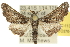  ( - 10ANIC-11365)  @15 [ ] CreativeCommons - Attribution (2010) CBG Photography Group Centre for Biodiversity Genomics