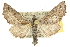  ( - 10ANIC-11367)  @13 [ ] CreativeCommons - Attribution (2010) CBG Photography Group Centre for Biodiversity Genomics