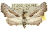  ( - 10ANIC-11369)  @15 [ ] CreativeCommons - Attribution (2010) CBG Photography Group Centre for Biodiversity Genomics