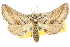  (Dinophalus sp. ANIC1 - 10ANIC-11373)  @15 [ ] CreativeCommons - Attribution (2010) CBG Photography Group Centre for Biodiversity Genomics