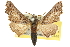  ( - 10ANIC-11378)  @14 [ ] CreativeCommons - Attribution (2010) CBG Photography Group Centre for Biodiversity Genomics