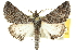  ( - 10ANIC-11380)  @15 [ ] CreativeCommons - Attribution (2010) CBG Photography Group Centre for Biodiversity Genomics