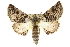  ( - 10ANIC-11381)  @15 [ ] CreativeCommons - Attribution (2010) CBG Photography Group Centre for Biodiversity Genomics