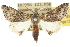  ( - 10ANIC-11383)  @13 [ ] CreativeCommons - Attribution (2010) CBG Photography Group Centre for Biodiversity Genomics