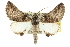  ( - 10ANIC-11384)  @14 [ ] CreativeCommons - Attribution (2010) CBG Photography Group Centre for Biodiversity Genomics