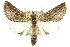  ( - 10ANIC-11388)  @14 [ ] CreativeCommons - Attribution (2010) CBG Photography Group Centre for Biodiversity Genomics