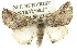  (Dinophalus eremoea - 10ANIC-11389)  @15 [ ] CreativeCommons - Attribution (2010) CBG Photography Group Centre for Biodiversity Genomics