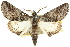  (Dinophalus bicorne - 10ANIC-11390)  @14 [ ] CreativeCommons - Attribution (2010) CBG Photography Group Centre for Biodiversity Genomics