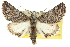  ( - 10ANIC-11391)  @15 [ ] CreativeCommons - Attribution (2010) CBG Photography Group Centre for Biodiversity Genomics