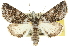  ( - 10ANIC-11392)  @15 [ ] CreativeCommons - Attribution (2010) CBG Photography Group Centre for Biodiversity Genomics