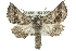  (Dinophalus drakei - 10ANIC-11399)  @15 [ ] CreativeCommons - Attribution (2010) CBG Photography Group Centre for Biodiversity Genomics