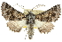  (Dinophalus bathrosema - 10ANIC-11401)  @16 [ ] CreativeCommons - Attribution (2010) CBG Photography Group Centre for Biodiversity Genomics