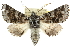  ( - 10ANIC-11402)  @15 [ ] CreativeCommons - Attribution (2010) CBG Photography Group Centre for Biodiversity Genomics
