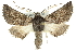  ( - 10ANIC-11404)  @15 [ ] CreativeCommons - Attribution (2010) CBG Photography Group Centre for Biodiversity Genomics