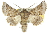  ( - 10ANIC-11407)  @15 [ ] CreativeCommons - Attribution (2010) CBG Photography Group Centre for Biodiversity Genomics