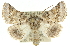  (Dinophalus sp. ANIC10 - 10ANIC-11408)  @15 [ ] CreativeCommons - Attribution (2010) CBG Photography Group Centre for Biodiversity Genomics