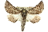  ( - 10ANIC-11413)  @14 [ ] CreativeCommons - Attribution (2010) CBG Photography Group Centre for Biodiversity Genomics
