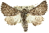  (Dinophalus sp. ANIC11 - 10ANIC-11414)  @15 [ ] CreativeCommons - Attribution (2010) CBG Photography Group Centre for Biodiversity Genomics