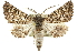  ( - 10ANIC-11419)  @11 [ ] CreativeCommons - Attribution (2010) CBG Photography Group Centre for Biodiversity Genomics