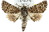  ( - 10ANIC-11420)  @11 [ ] CreativeCommons - Attribution (2010) CBG Photography Group Centre for Biodiversity Genomics