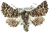  ( - 10ANIC-11421)  @14 [ ] CreativeCommons - Attribution (2010) CBG Photography Group Centre for Biodiversity Genomics