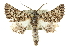  (Dinophalus - 10ANIC-11424)  @16 [ ] CreativeCommons - Attribution (2010) CBG Photography Group Centre for Biodiversity Genomics