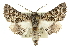  ( - 10ANIC-11425)  @15 [ ] CreativeCommons - Attribution (2010) CBG Photography Group Centre for Biodiversity Genomics