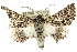 (Dinophalus sp. ANIC13 - 10ANIC-11426)  @15 [ ] CreativeCommons - Attribution (2010) CBG Photography Group Centre for Biodiversity Genomics
