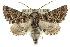  (Dinophalus macrophyes - 10ANIC-11429)  @15 [ ] CreativeCommons - Attribution (2010) CBG Photography Group Centre for Biodiversity Genomics