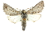  ( - 10ANIC-11430)  @15 [ ] CreativeCommons - Attribution (2010) CBG Photography Group Centre for Biodiversity Genomics