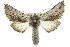  ( - 10ANIC-11431)  @15 [ ] CreativeCommons - Attribution (2010) CBG Photography Group Centre for Biodiversity Genomics